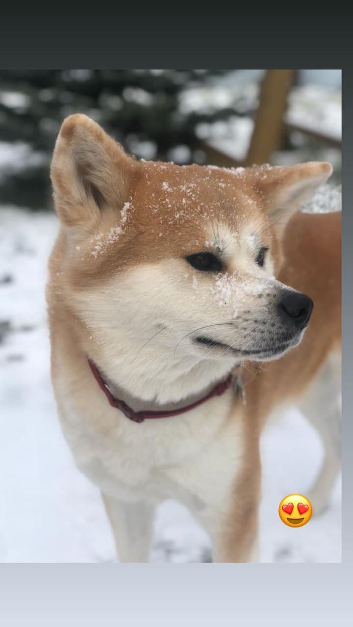 Голливудская звезда